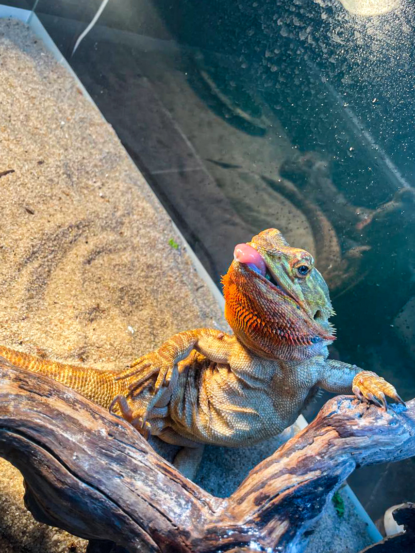 Санкт-Петербург, Колокольная